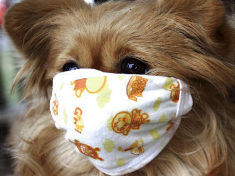 A pet dog wears a mask after local media reported that two dogs were infected with H1N1 flu virus during the 2019 spread of the disease in Beijing.