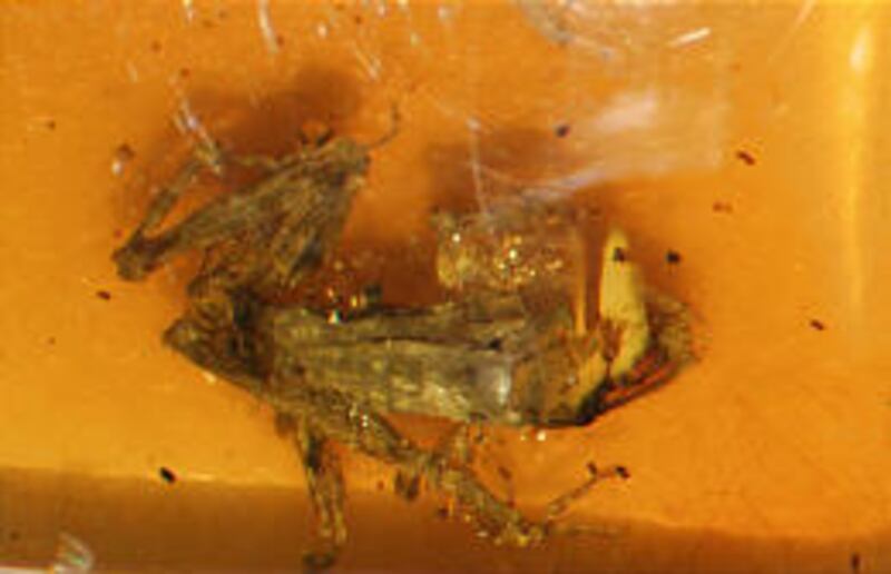 A photo released by the Institute of Natural History and Ecology in Chiapas shows a chunk of amber containing a tiny tree frog.