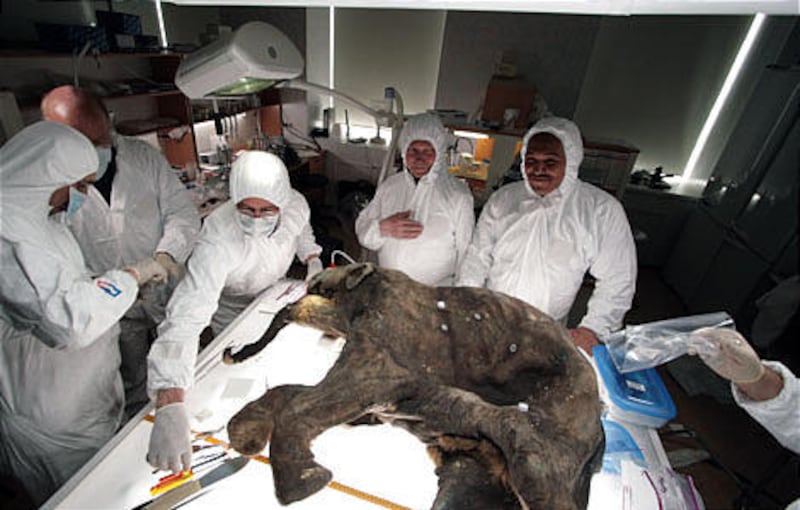 Bernard Buigues, left, Alexei Tihkonov, Daniel Fisher, Yuri Khudi, and Kirill Seretetto attend microsurgery on Lyuba in St. Petersburg.