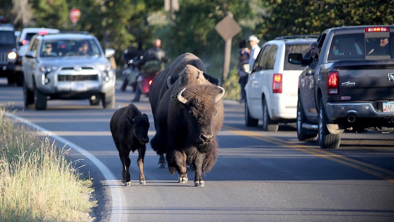 A bison and a calf trot down a road in Yellowstone National Park.