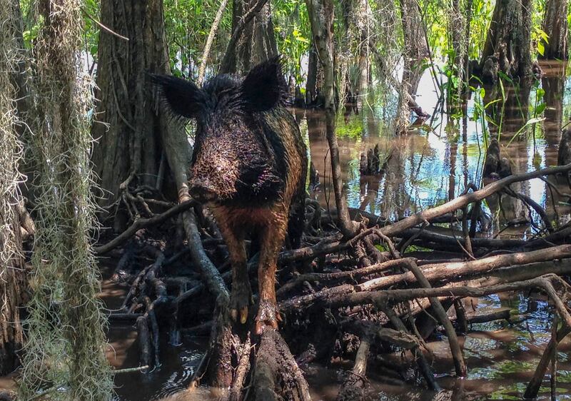 In this Thursday, April 13, 2017, photo, a wild boar walks in a swamp, in Slidell, La.