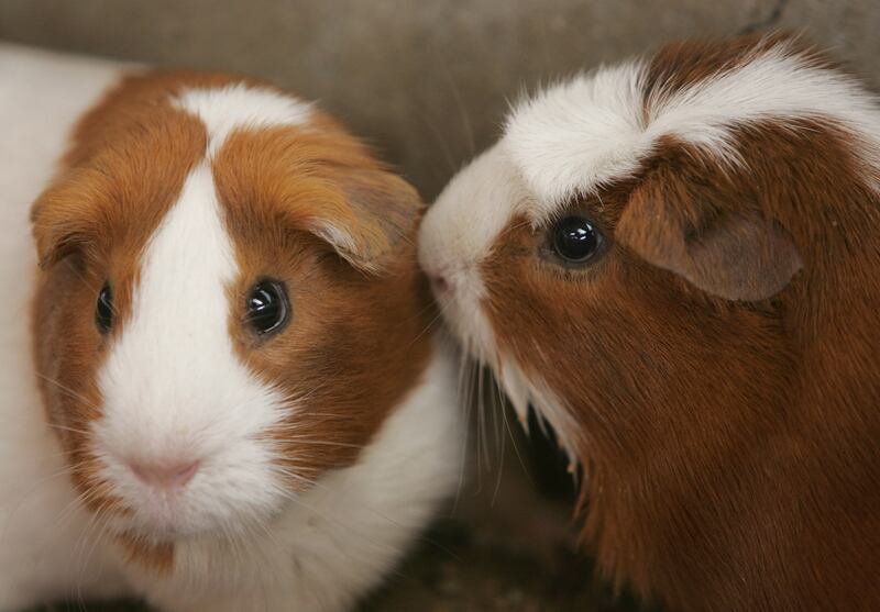 Two Guinea pigs are seen at the Agrarian University in Lima, Peru.