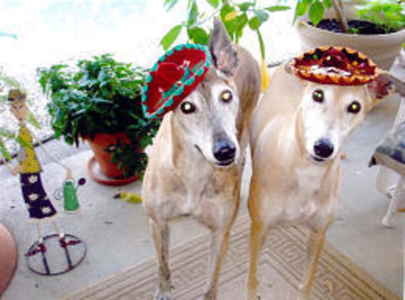 Greyhounds Lizzie, 11, and Arlie, 8, wear festive sombreros.