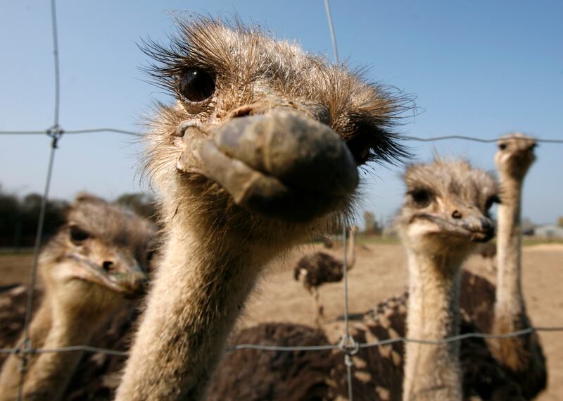 Ostriches seen at an ostrich farm in Hohenfelde at the Baltic Sea, northern Germany, on Thursday, April 16, 2009.