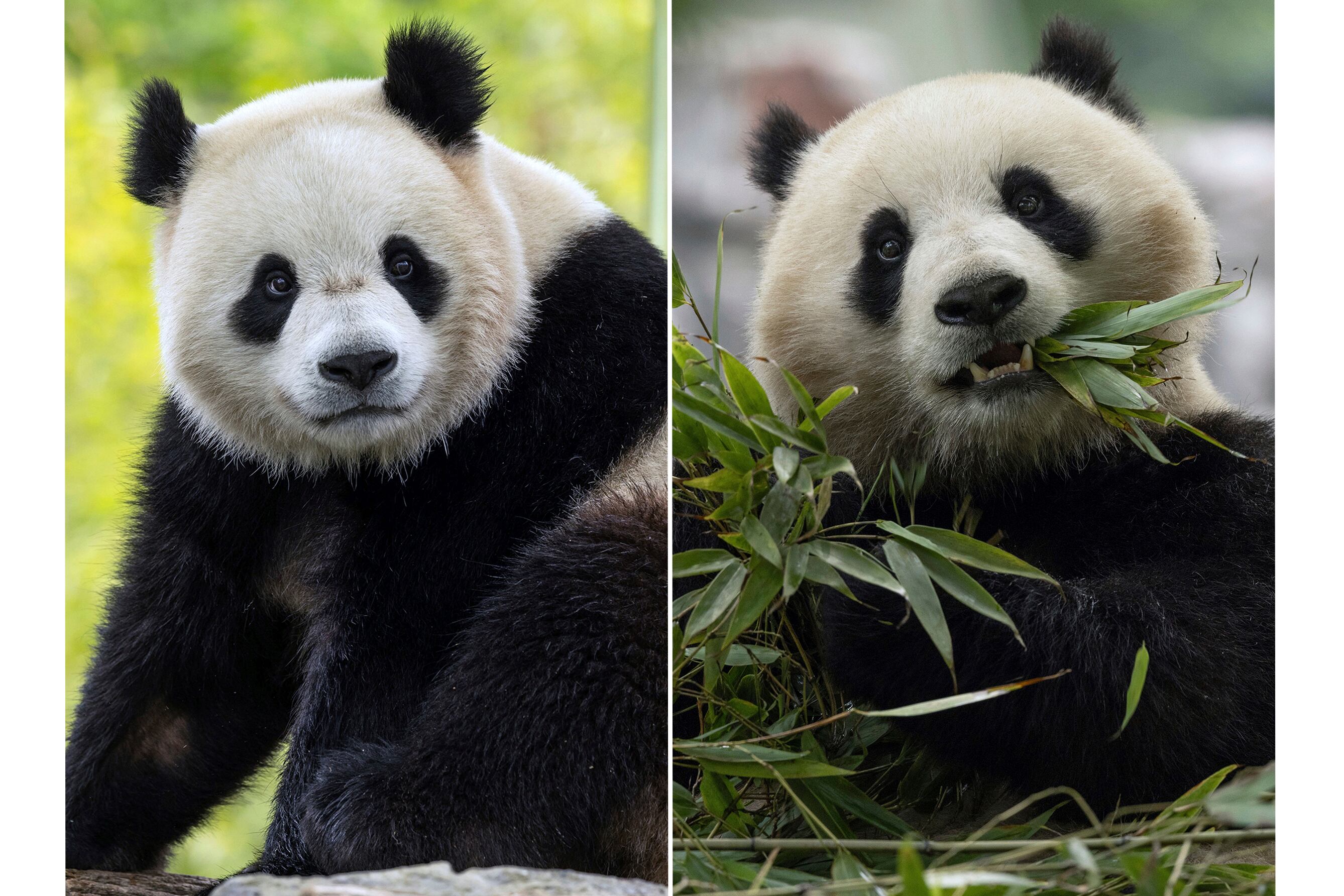 Pandas will return to Washington's National Zoo – Deseret News - Vimarsana News
