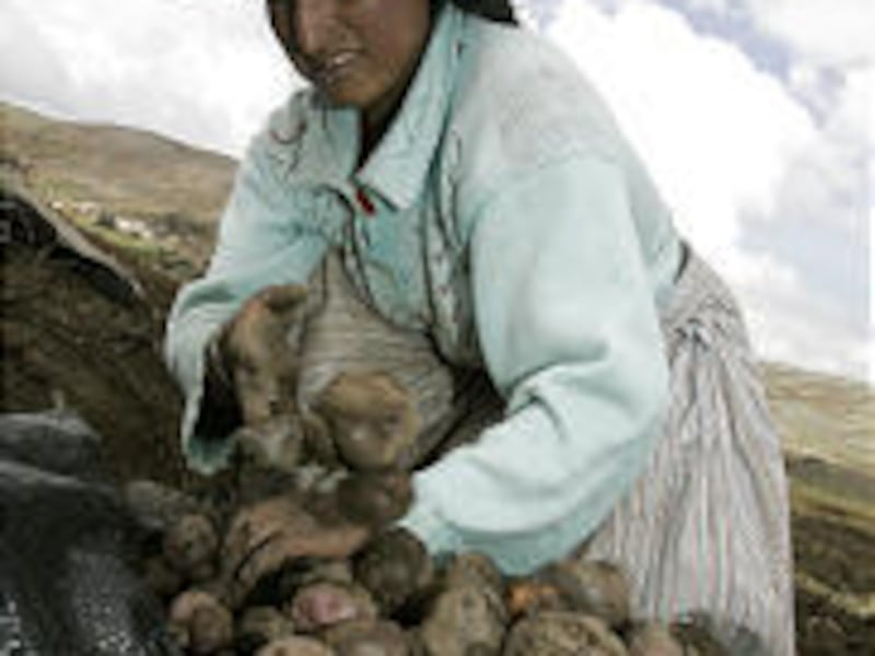 A farmer selects potatoes in Huancavelica, Peru. Some of the seeds end up at the Lima-based potato center.