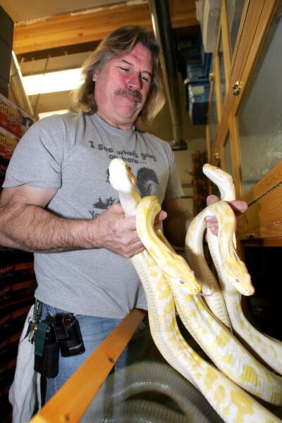 James Dix, owner of Reptile Rescue Service, holds several Albino Burmese Pythons Friday Feb. 18, 2011.