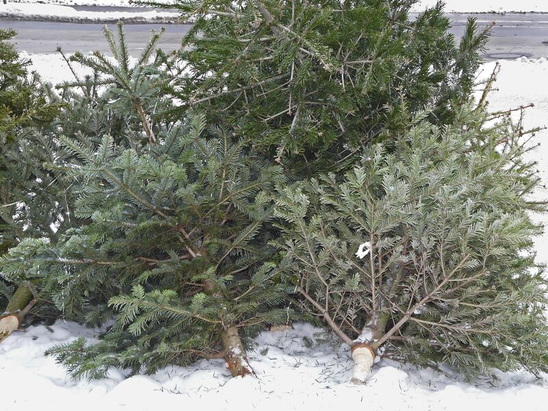 FILE - West Jordanwill offer curbside Christmas tree pickup during January.