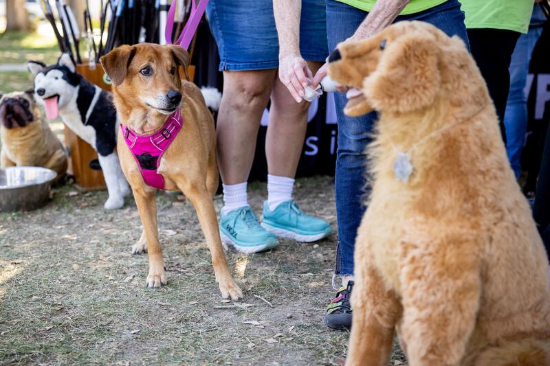 Scarlet, 9, checks out a strange-looking dog while attending Petapalooza with her owner Stephanie Smith at Wheeler Historic Farm in Murray on Saturday.