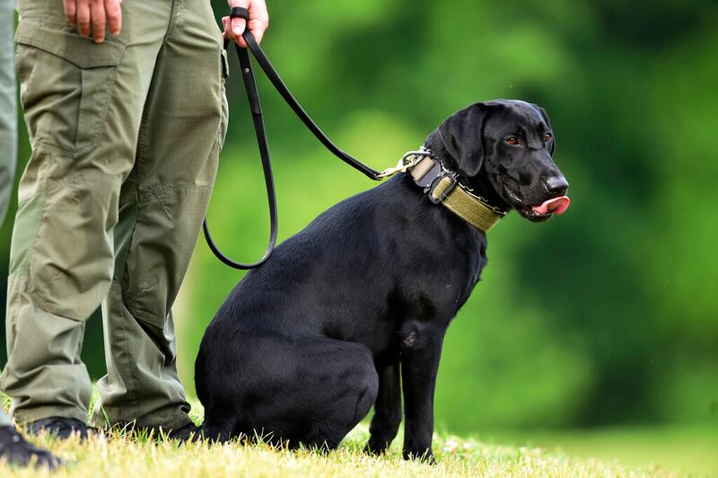 A Maryland State Police canine watches Baltimore Ravens NFL football training camp.
