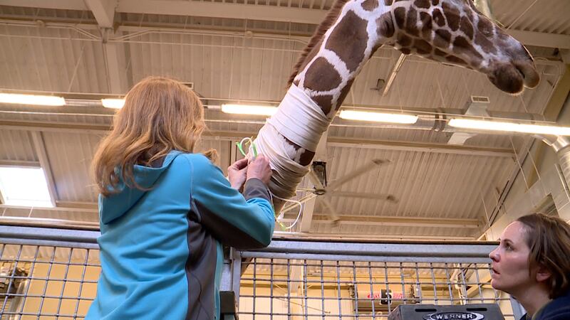 In March, veterinarians at Utah's Hogle Zoo installed an IV catheter high up in Kipenze's neck, about 10 feet above the ground so they could treat the giraffe's foot with antibiotics through a vein rather than orally.