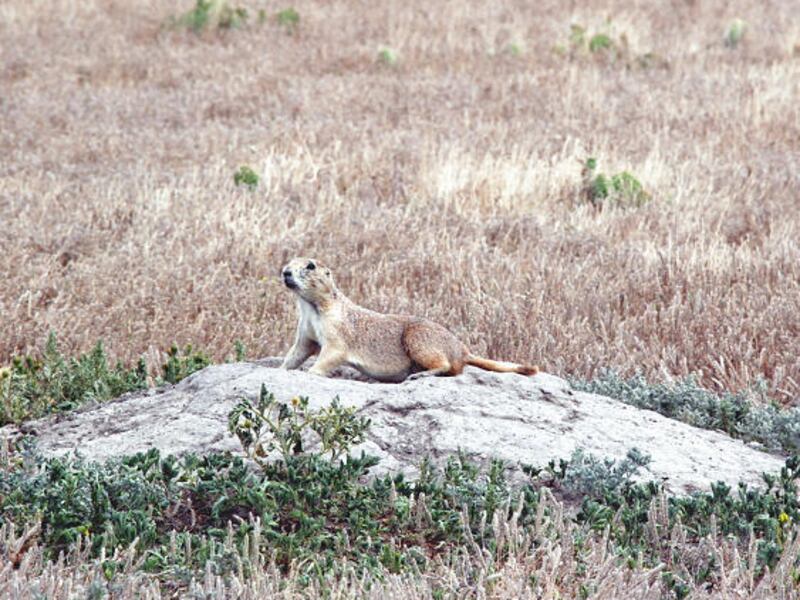 A prairie dog stands at a burrow in South Dakota. Prairie dogs have spread the sylvatic plague to ferrets.