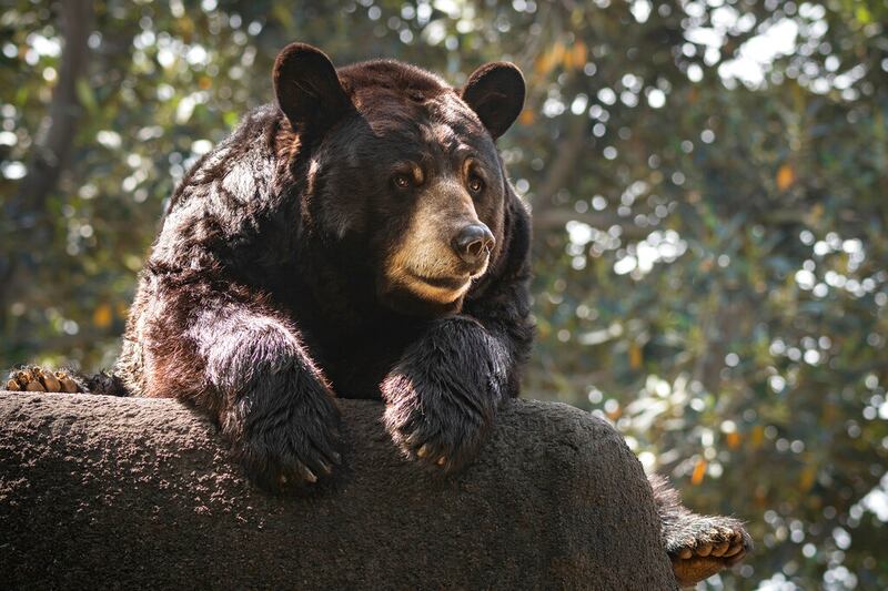 A 25-year old male American black bear at the Los Angeles Zoo.