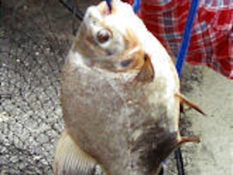 Jack Clements, who has fished at Utah Lake since he was a boy, caught a fish last week that is most likely a piranha. The Provo man turned the 13-inch fish over to the DWR.