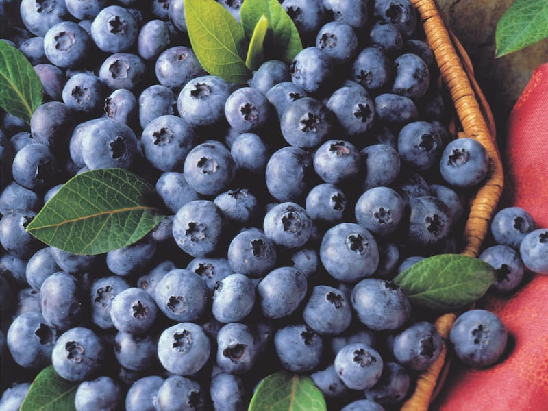 A basket of fresh blueberries.