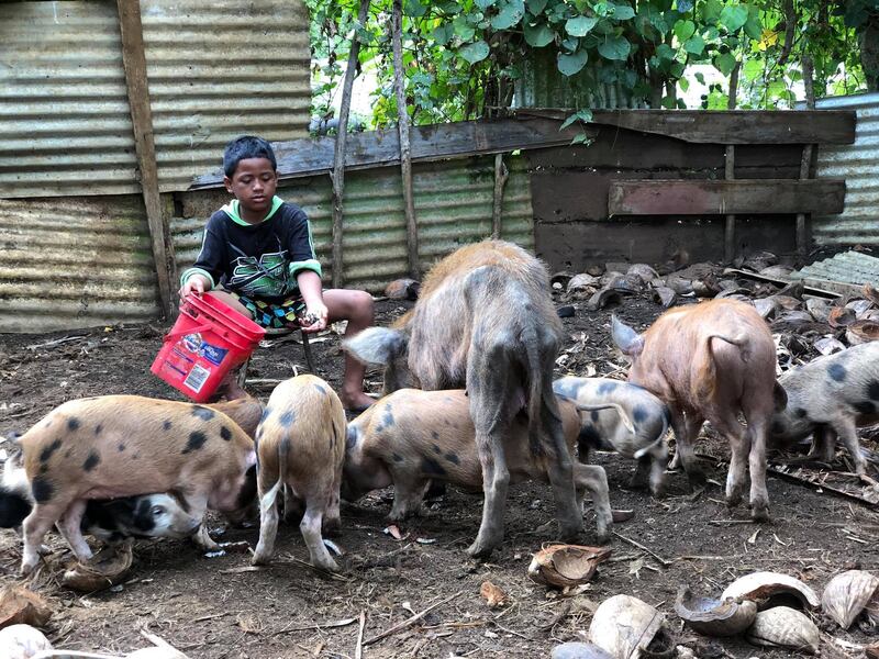 A Tonga boy feeds grated coconut to his family’s pigs during the COVID-19 lockdown in December 2020.