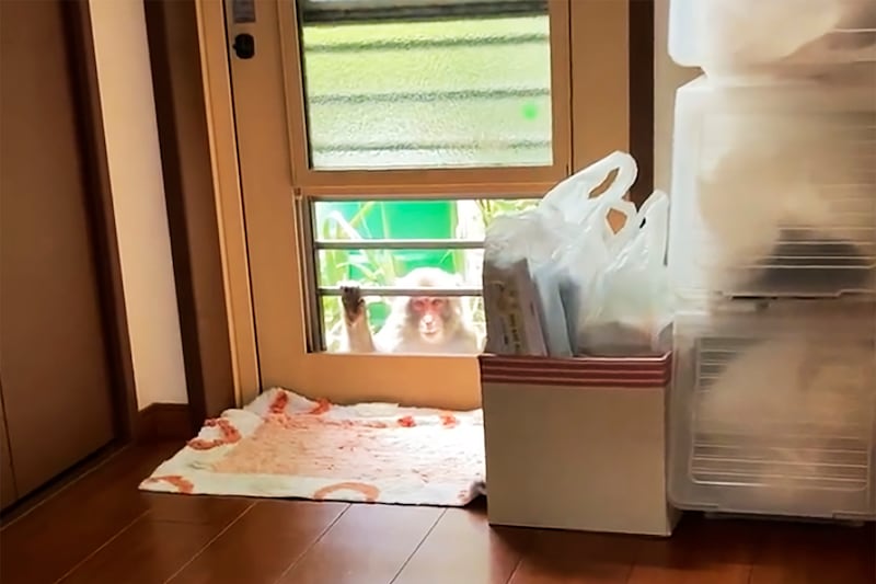This image from a video shows a monkey loitering around a home in Yamaguchi, Japan.