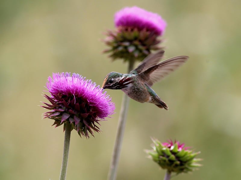 A hummingbird feeds off of wildflowers in Rocky Mountain National Park near Estes, Colorado, July 28, 2020.