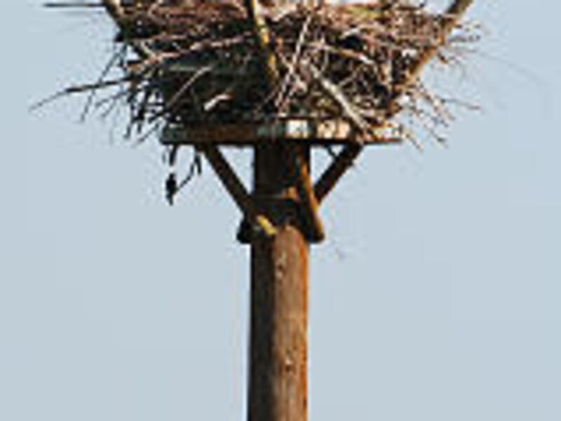 A young bald eaglet, 78 days old, practices flying above its man-made nest Friday at the Utah Department of Transportation's Legacy Nature Preserve in Davis County. A sibling watches from the nest as their mother keeps a sharp eye out from below. A third