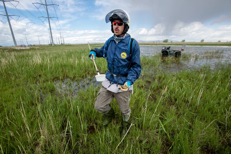 Quinten Salt, rural field supervisor for the Salt Lake City Mosquito Abatement District, checks larvae levels in the wetlands north of the Salt Lake City International Airport on Monday, May 20, 2019.