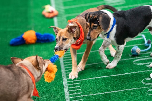 This year's Puppy Bowl won't just include puppies: How to watch