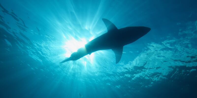 Researchers need a oil called ‘squalene’ to make several COVID-19 vaccines.