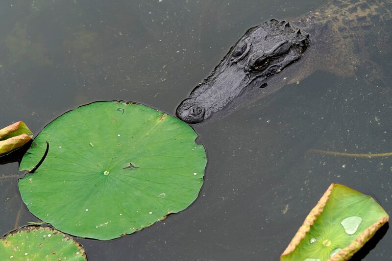 An alligator floats in the water Monday, April 20, 2020, at Sheldon Lake State Park and Environmental Learning Center in Houston. Texas Gov. Greg Abbott has ordered state parks to reopen Monday after being closed due to the COVID-19 outbreak. (AP Photo/David J. Phillip)