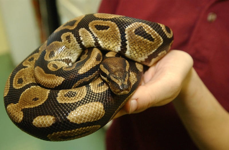 An animal handler at a pet store in Clifton, N.J., holds a pet Burmese python in this Dec. 13, 2004 file photo. A nationwide ban on importing four giant snake species or transporting them across state lines is costing reptile breeders, handlers, hobbyist