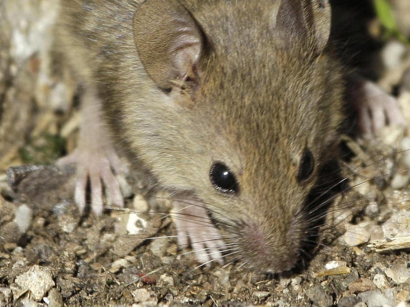 In this photo taken Thursday Oct. 13, 2011, a brown house mice is shown at the Farallones National Wildlife Refuge, Calif. 