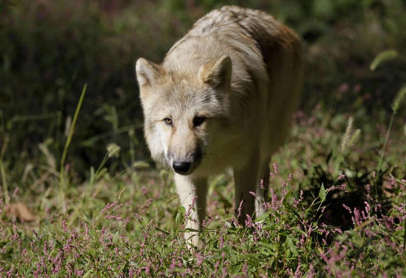 Utah has spent $800,000 to get the wolf removed from protections it receives under the Endangered Species Act — expenditures a legislative audit concluded were absent appropriate accounting review and safeguards to ensure how the money was spent.