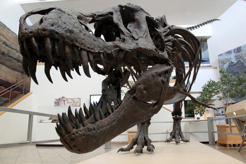 This 2017 file photo shows a model of a Tyrannosaurus rex on display in Albuquerque, N.M. Research suggests that dust may have played a role in the extinction of dinosaurs.