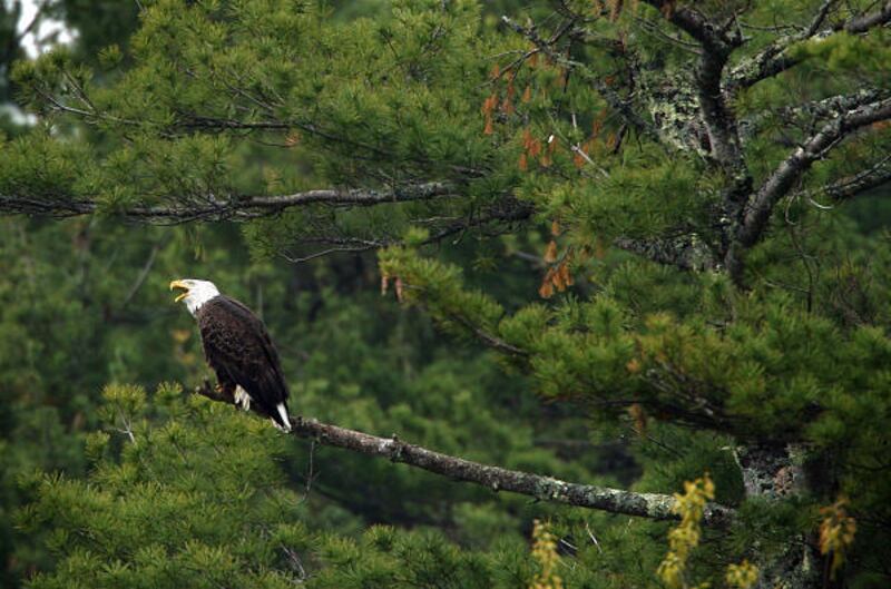A lone bald eagle cries out while perched in white pine near the Great Salt Bay in Newcastle, Maine, on Friday.