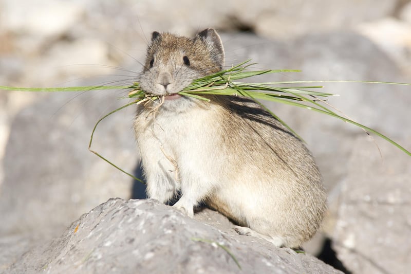Federal officials on Tuesday rejected greater protections for four species including the rabbit-like American pika, which researchers warn is disappearing from areas of the Western U.S. as climate change alters its mountain habitat.