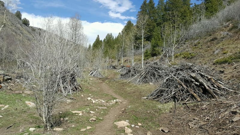 Wood is stacked in slash piles from a mechanical treatment in the Riley Canyon Samak area just east of Kamas in the Uinta-Wasatch-Cache National Forest as part of a fuels treatment conducted in April of 2017.
