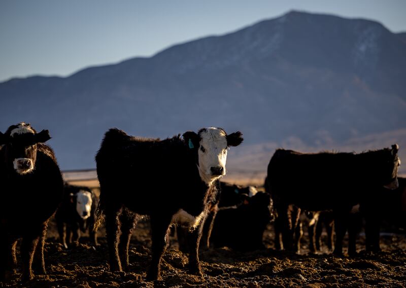 Young steers stand in the light of the rising sun on a cattle ranch in Beaver County, Utah, on Feb. 18, 2022.