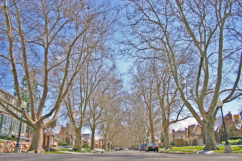 The Yalecrest neighborhood is known for its tall trees, such as these sycamores on Michigan Avenue. Salt Lake City, Utah. March 31, 2005. Photo by Kersten Swinyard.
