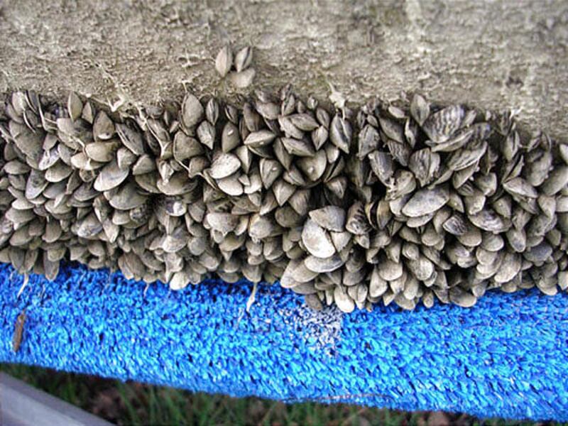 Analysis is ongoing for eight lakes in Utah where a "suspicious" finding has indicated the presence of zebra mussels.