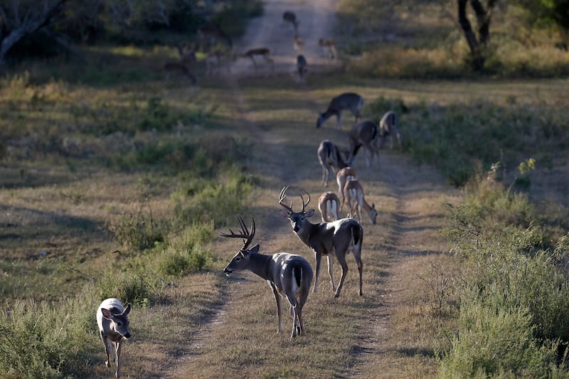 A view of whitetail deer and blackbuck antelope on Ty Detmer's T14 Ranch Thursday, Nov. 15, 2018, near Freer, Texas.