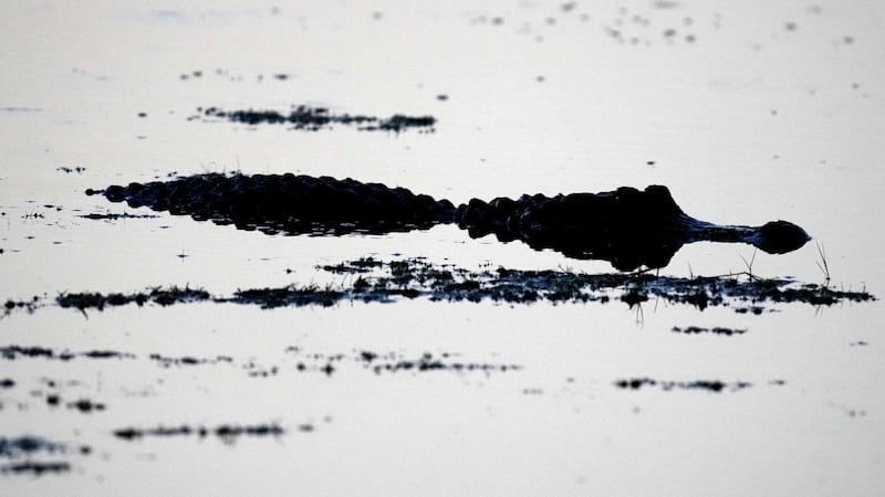 An alligator is silhouetted as it looks for food in the shallow water at the Canaveral National Seashore.