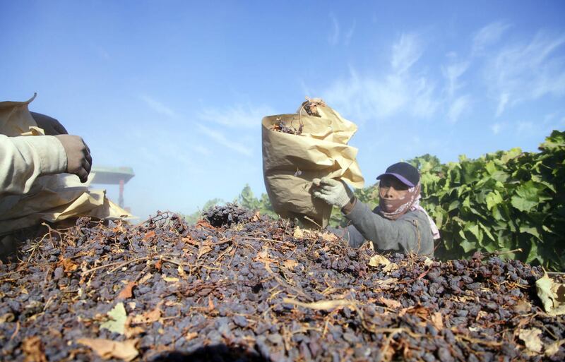 In this Sept. 24, 2013, file photo, farm workers pick paper trays of dried raisins off the ground and heap them onto a trailer in the final step of raisin harvest near Fresno, Calif. The Supreme Court said, June 22, 2015, that a program that lets the gove