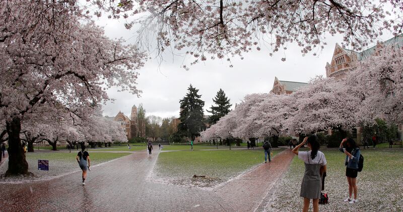 Cherry trees bloom on the University of Washington campus, Wednesday, April 3, 2019, in Seattle. Washington state lawmakers have passed an act waiving tuition at two- or four-year public colleges for students whose families make $50,000 or less per year,