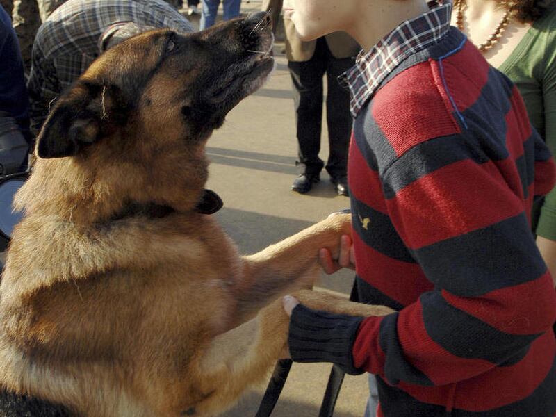 FILE - This Dec. 21, 2007 photo shows German Shepard dog Lex and one of his new owners Camryn Lee get closer together after the adoption ceremony at the Marine Corps Logistics Base in Albany, Ga. The bomb-sniffing military dog, who made national headline