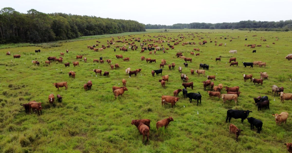 How Deseret Ranches Of Florida One Of The Largest U S Cow calf how-deseret-ranches-of-florida-one-of-the-largest-u-s-cow-calf