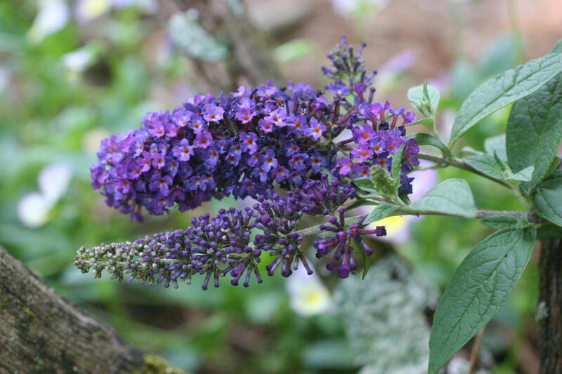 This photo shows a butterfly bush in New Market, Va. The butterfly bush can tolerate weather extremes and gardener neglect. It is considered invasive in certain areas, though,