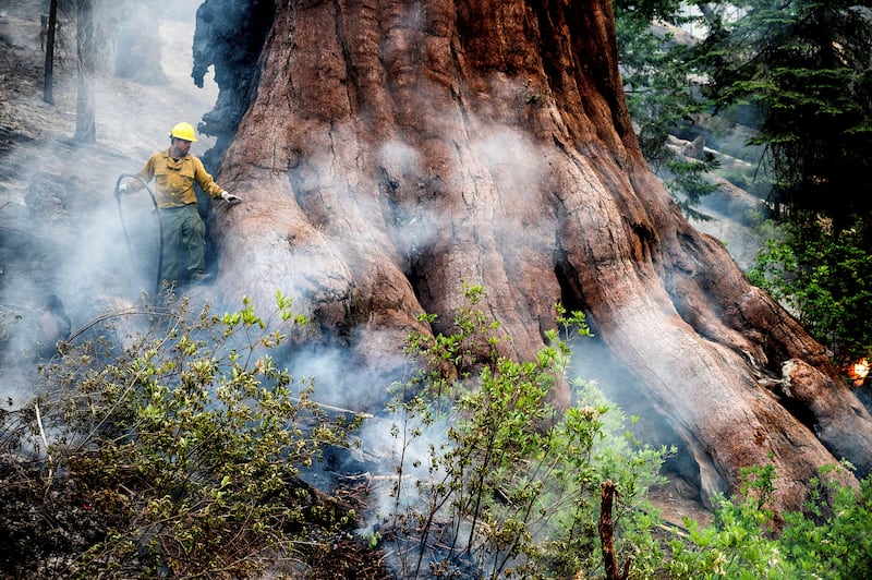 A firefighter protects a sequoia tree as the Washburn Fire burns in Mariposa Grove in Yosemite National Park, Calif., on Friday, July 8, 2022.