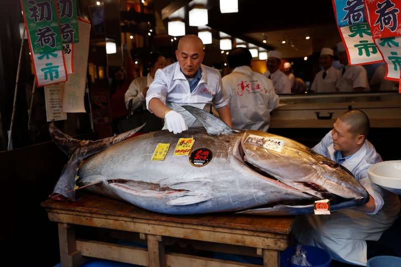A sushi chef removes stickers as he prepares to cut the head of a bluefin tuna at a restaurant in Tsukiji market in Tokyo, Sunday, Jan. 5, 2020, after it was sold at the first auction of 2020 at Tokyo’s Toyosu fish market. The tuna was sold 193.2 million yen (1.8 million US dollars) Sunday.(AP Photo/Jae C. Hong)