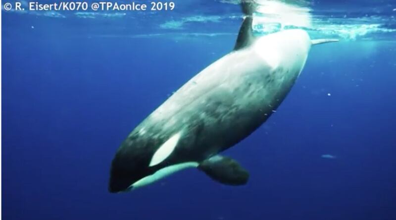 Research scientist Regina Eisert was monitoring the eating habits of Ross Sea orcas from an ice shelf in Antarctica when her camera was suddenly hit by a nosy orca, according to CNN.