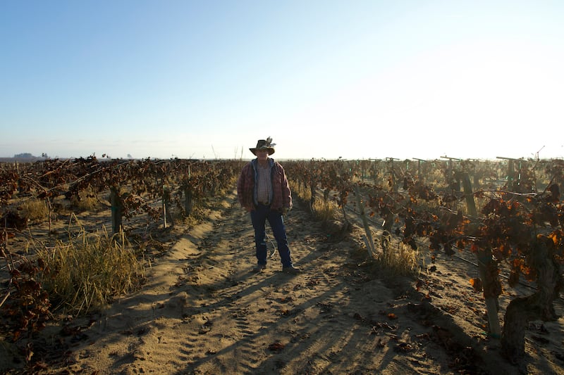 Jamie Hansen, farm manager, stands in a field at the Madera Raisin Welfare Vineyard in Madera, California.