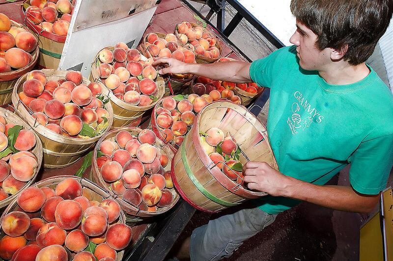 Dante Winward puts peaches out for local and out-of-town customers to buy at Grammy's Fruit & Produce along Highway 89 in Willard, Utah.