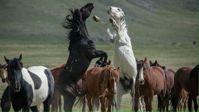 One of Dirk Johnson's photographs of horses in Onaqui herd.